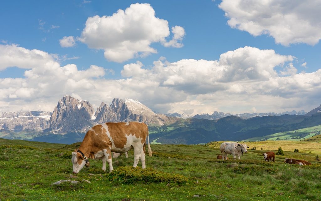 Vacas Alpes