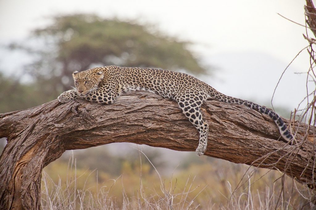 Safari para visitar en Kenia