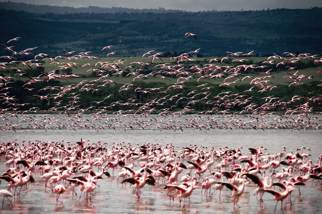 Flamencos en Kenia