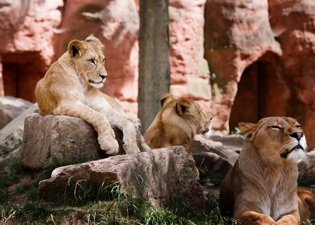 Safari 