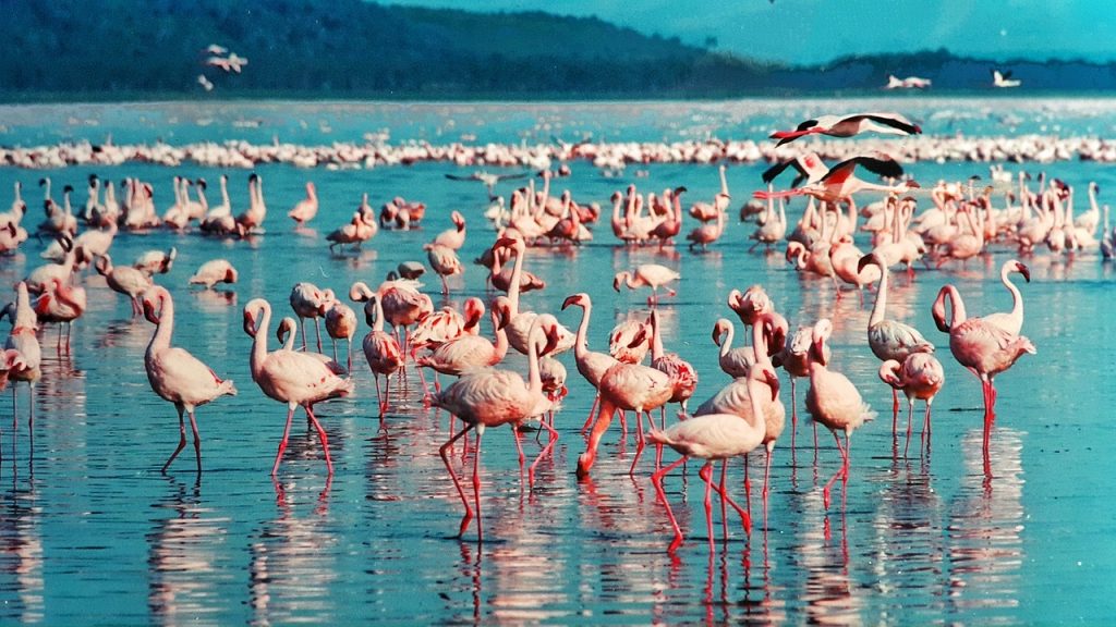 Flamencos típicos de Kenia