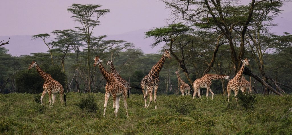 Girafas