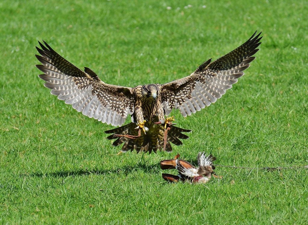 ESPECTÁCULO DE HALCONES