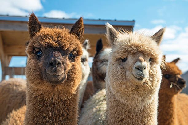 HACER SENDERISMO CON LLAMAS Y ALPACAS