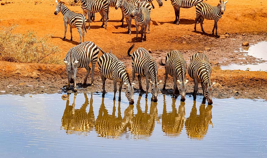 Cebras en Kenia