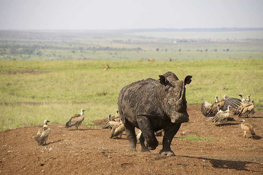 Safari
