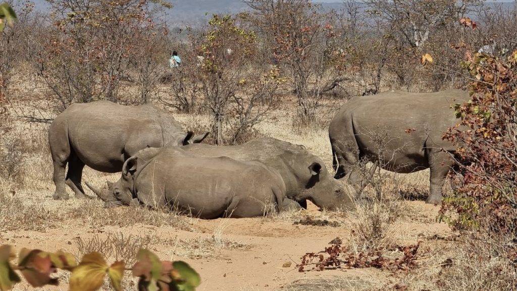 Rinocerontes en Zambia