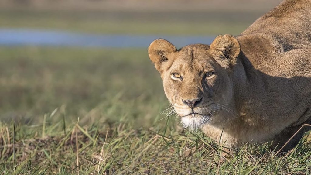 Parque Nacional Luangwa en Zambia