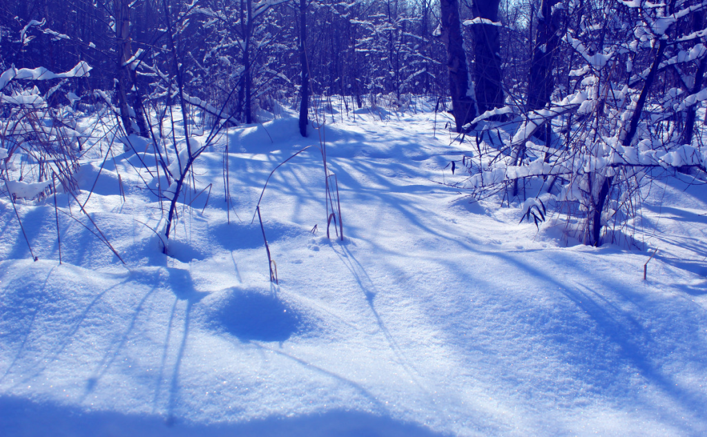bosque nevado